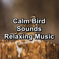 Yoga Flow - Calm Bird Sounds Relaxing Music