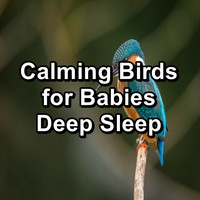 Nature Bird Sounds - Calming Birds for Babies Deep Sleep
