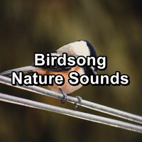 Relax Bird Sounds - Birdsong Nature Sounds