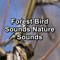 Animal and Bird Songs - Forest Bird Sounds Nature Sounds