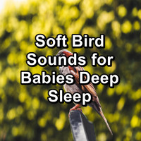 Nature Bird Sounds - Soft Bird Sounds for Babies Deep Sleep