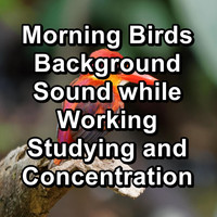 Singing Birds - Morning Birds Background Sound while Working Studying and Concentration