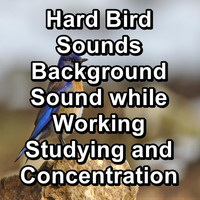 Yoga Flow - Hard Bird Sounds Background Sound while Working Studying and Concentration