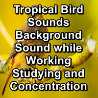 Yoga & Meditation - Tropical Bird Sounds Background Sound while Working Studying and Concentration