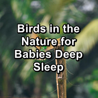 Bird Sounds 2016 - Birds in the Nature for Babies Deep Sleep