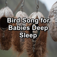 Calming Bird Sounds - Bird Song for Babies Deep Sleep