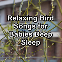 Animal and Bird Songs - Relaxing Bird Songs for Babies Deep Sleep
