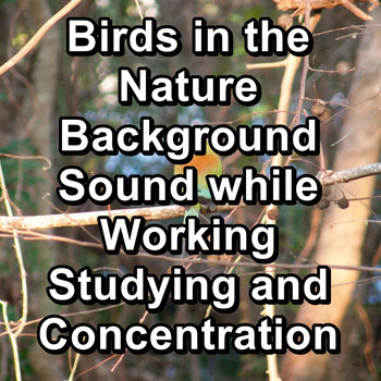 Birds - Birds in the Nature Background Sound while Working Studying and Concentration