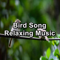 Calming Bird Sounds - Bird Song Relaxing Music