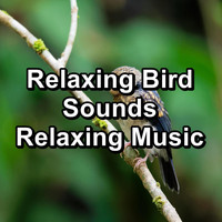 Nature Bird Sounds - Relaxing Bird Sounds Relaxing Music