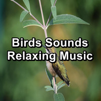 Bird - Birds Sounds Relaxing Music