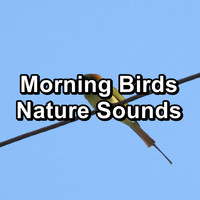 Nature - Morning Birds Nature Sounds