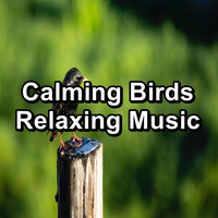 Birds - Calming Birds Relaxing Music