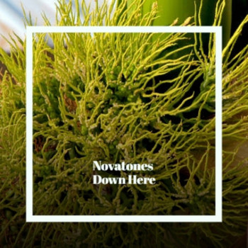 Various Artist - Novatones  Down Here