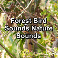 Relax Bird Sounds - Forest Bird Sounds Nature Sounds