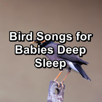 Singing Birds - Bird Songs for Babies Deep Sleep