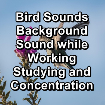Birds - Bird Sounds Background Sound while Working Studying and Concentration