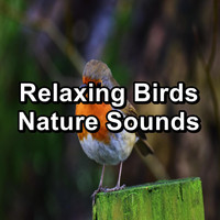 Singing Birds - Relaxing Birds  Nature Sounds