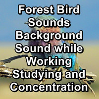 Nature - Forest Bird Sounds Background Sound while Working Studying and Concentration