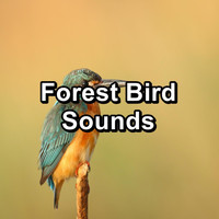 Bird Songs - Forest Bird Sounds