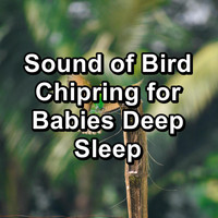 Loopable Birds - Sound of Bird Chipring for Babies Deep Sleep