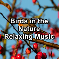 Animal and Bird Songs - Birds in the Nature Relaxing Music