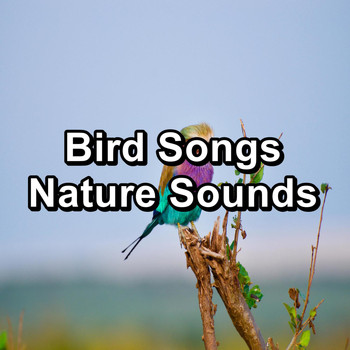 Sleep - Bird Songs Nature Sounds