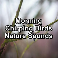 Bird Sounds 2016 - Morning Chirping Birds Nature Sounds