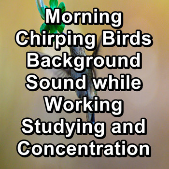 Calming Bird Sounds - Morning Chirping Birds Background Sound while Working Studying and Concentration