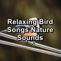 Singing Birds - Relaxing Bird Songs Nature Sounds
