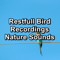 Spa & Spa - Restfull Bird Recordings Nature Sounds