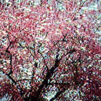 Curse - cherry blossom (Explicit)