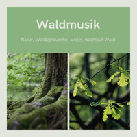 Evan Tierisch - Waldmusik - Natur, Waldgeräusche, Vögel, Bachlauf Wald