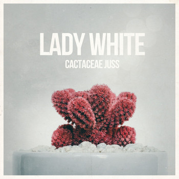 Lady White - Cactaceae Juss
