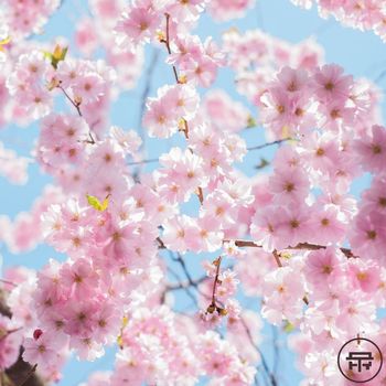 Various Artists - Terabyte Records presents: Spring Syntax (Explicit)