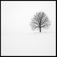 Colin Smith - The Tree