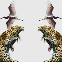 Felino - Catinga