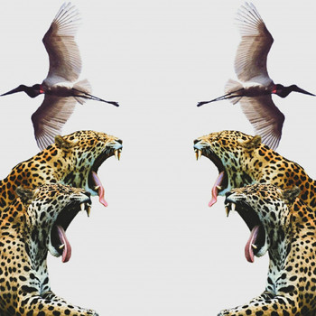 Felino - Catinga