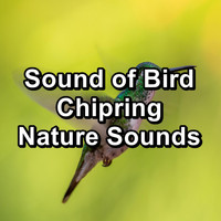 Nature Bird Sounds - Sound of Bird Chipring Nature Sounds