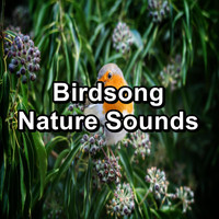 Bird Sound Collectors - Birdsong Nature Sounds