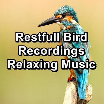 Calming Bird Sounds - Restfull Bird Recordings Relaxing Music