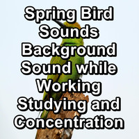 Animal and Bird Songs - Spring Bird Sounds Background Sound while Working Studying and Concentration