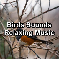 Nature Bird Sounds - Birds Sounds Relaxing Music