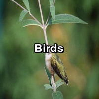 Bird - Birds