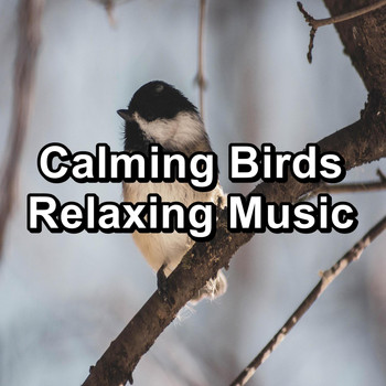 Nature - Calming Birds Relaxing Music