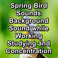 Yoga & Meditation - Spring Bird Sounds Background Sound while Working Studying and Concentration