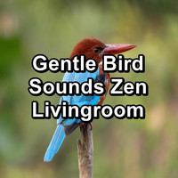 Nature Bird Sounds - Gentle Bird Sounds Zen Livingroom