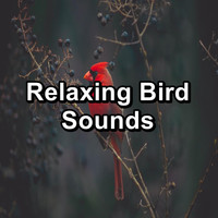 Bird Sound Collectors - Relaxing Bird Sounds