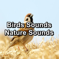 Bird Songs - Birds Sounds Nature Sounds