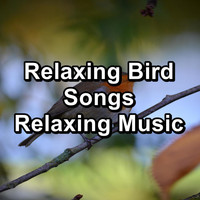 Bird - Relaxing Bird Songs Relaxing Music